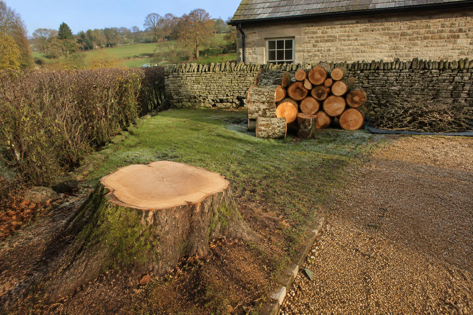 Large tree stump after felling
