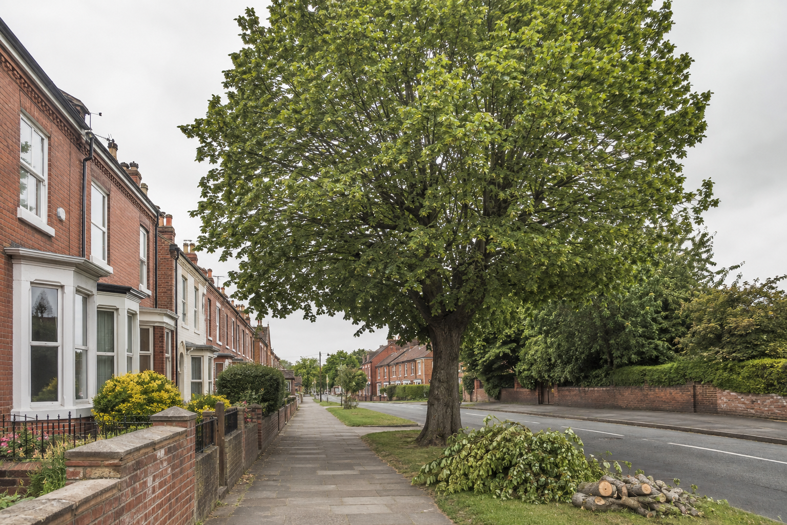 Mature tree in a North East residential street