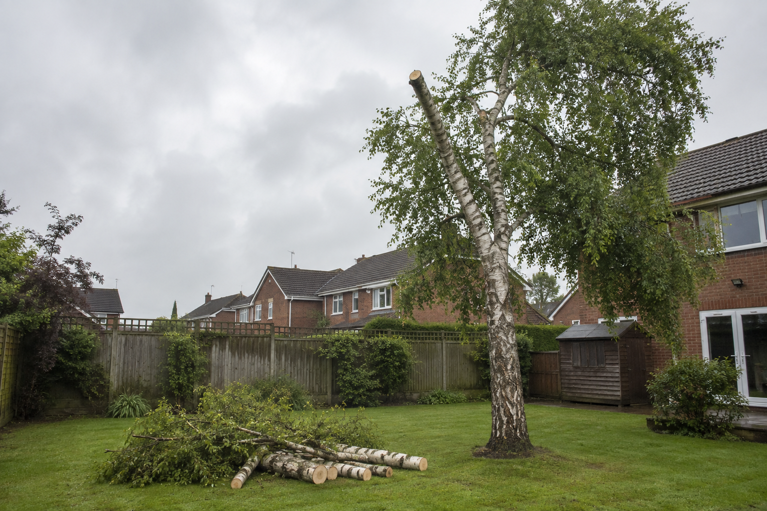 Reduced birch tree in a garden
