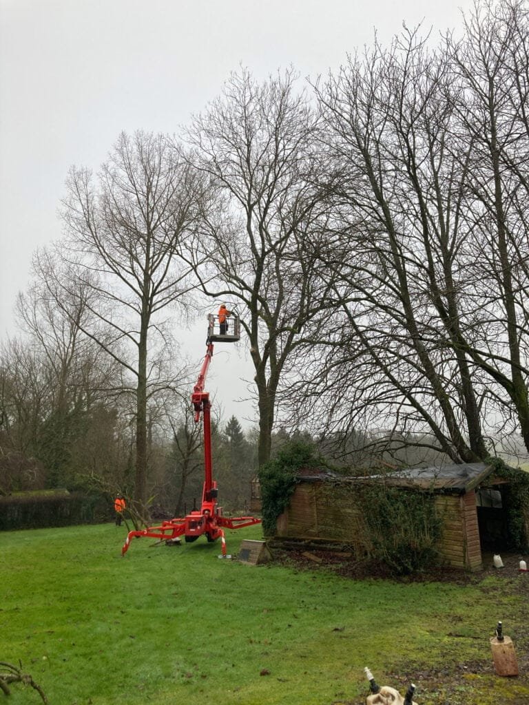 Tree work using a raised platform
