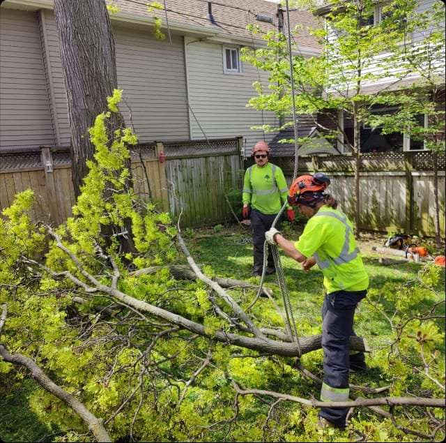 Tree work at ground level with cut branches being managed