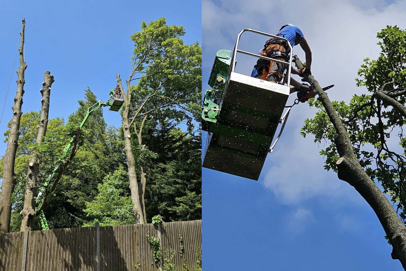 Tree surgery in progress using a raised access platform