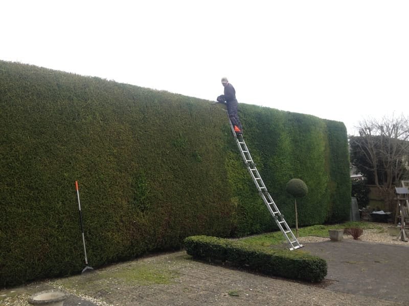 Tall hedge being trimmed