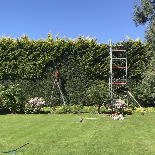 Tall garden hedge trimmed to a neat level shape