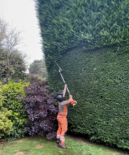 Careful trimming of a tall garden hedge