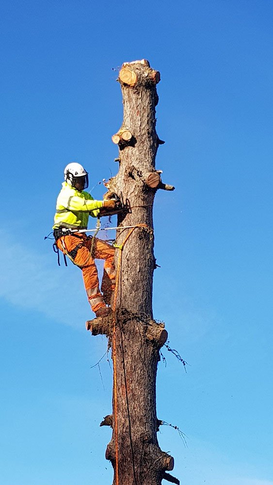 Arborist carrying out tree surgery high on a tree trunk