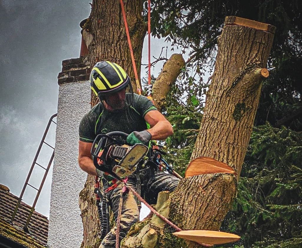 Arborist working on a mature tree trunk