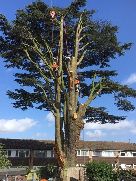 Tree surgery in progress